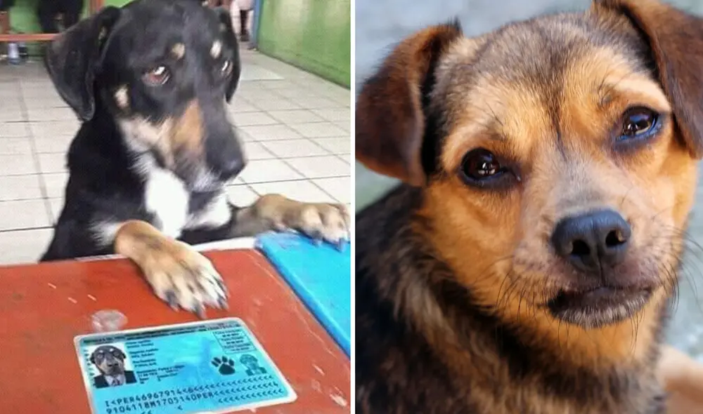 El término Firulais es muy popular en Latinoamérica. Foto: composición LR/ difusión El término Firulais es muy popular en Latinoamérica. Foto: composición LR/ difusión