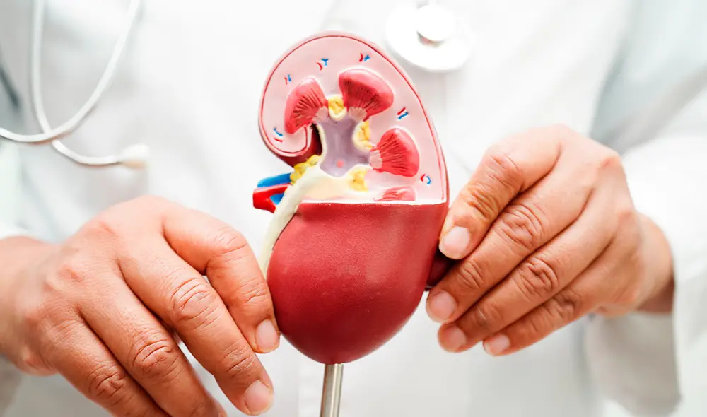 Se estima que uno de cada diez peruanos tiene alguna forma de insuficiencia renal crónica. Foto: Freepik Se estima que uno de cada diez peruanos tiene alguna forma de insuficiencia renal crónica. Foto: Freepik