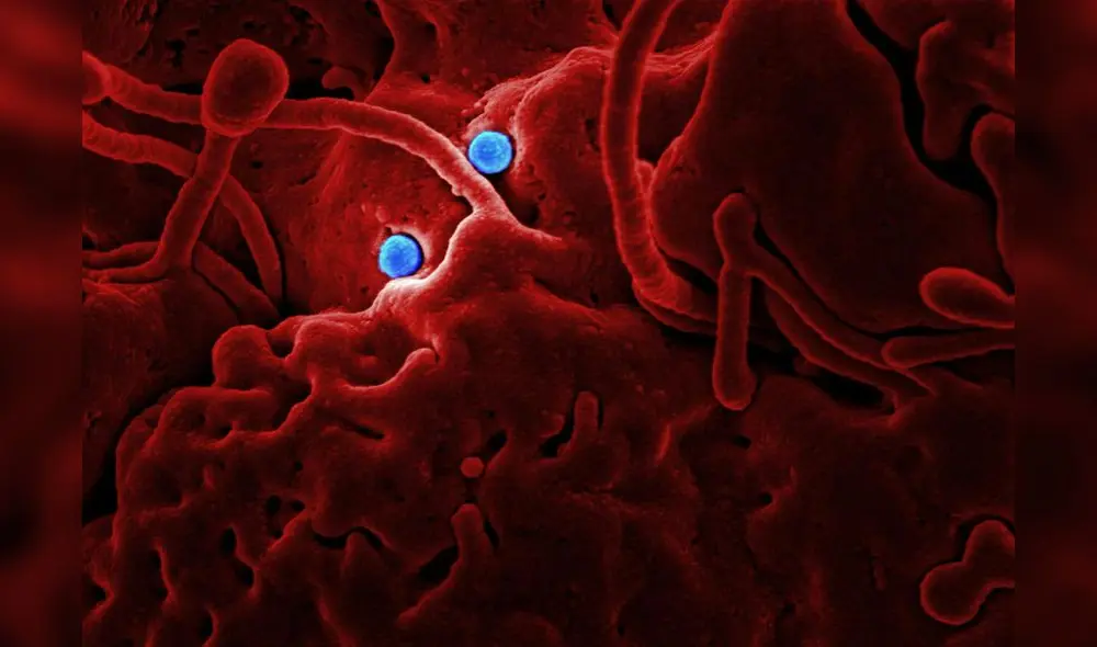 Estas entidades han sido encontradas en la boca y el intestino, y podrían cambiar nuestra comprensión de la microbiota. Foto Referencial: Freepik