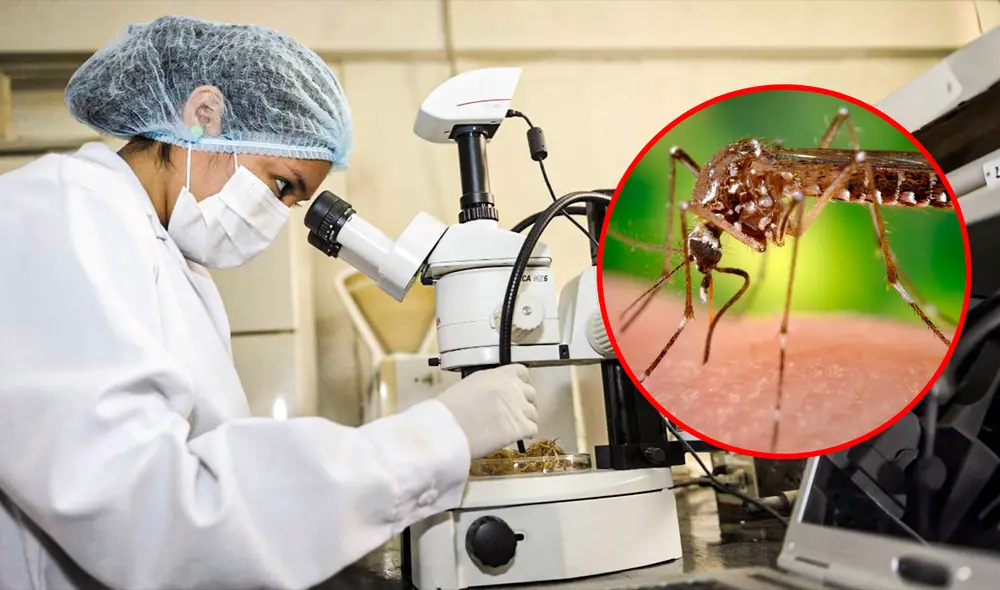 Se busca desarrollar microcápsulas para poder contrarrestar el dengue. Foto: composición LR/ Gobierno del Perú