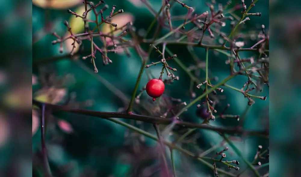 Este fruto milenario que reemplaza al azúcar y proporciona más energía al cuerpo humano. ¿Qué aporte nutricional tiene? Foto referencial: Pexels