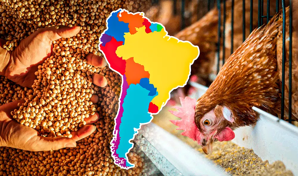 La harina de soja se utiliza para el desarrollo de animales. Foto: composición LR/ Gerson Cardoso/Ámbito