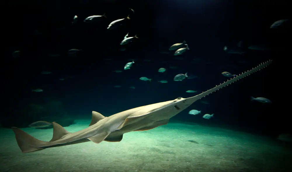Una especie de pez, que guarda relación con el tiburón, reapareció en el río de Florida tras 16 de desaparecido. Foto: Oceanografic Una especie de pez, que guarda relación con el tiburón, reapareció en el río de Florida tras 16 de desaparecido. Foto: Oceanografic