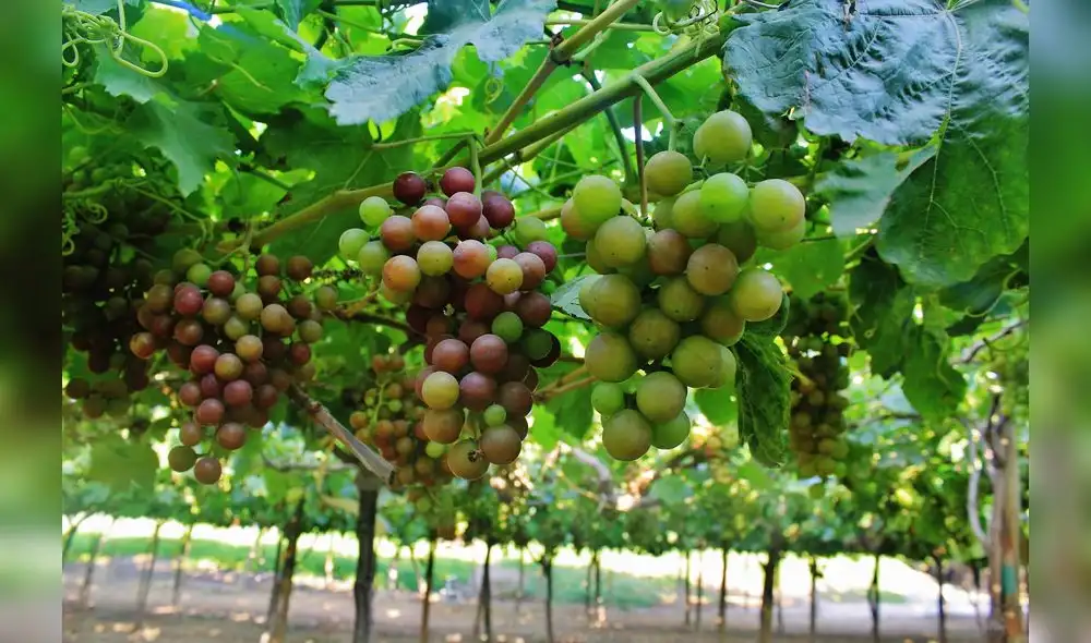 En Indonesia existe potencial para exportar uvas. Foto: difusión