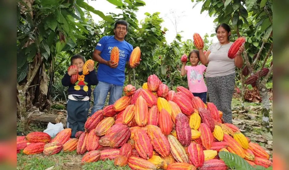 Festival impulsará producción de cacao orgánico de primera calidad Festival impulsará producción de cacao orgánico de primera calidad