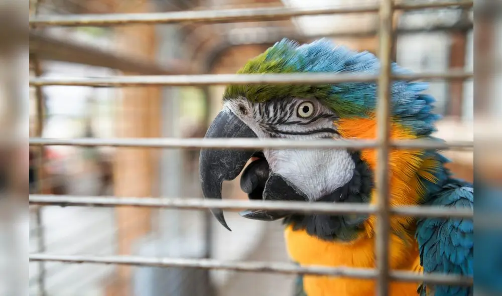 El comercio ilegal de especies protegidas es una de las mayores amenazas para la biodiversidad en América Latina. Foto: Unplash El comercio ilegal de especies protegidas es una de las mayores amenazas para la biodiversidad en América Latina. Foto: Unplash