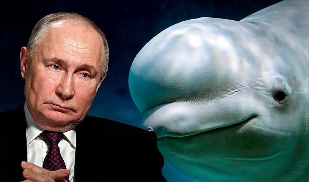 La ballena fue encontrada en el mar de Noruega. Foto: composición LR/National Geographic La ballena fue encontrada en el mar de Noruega. Foto: composición LR/National Geographic