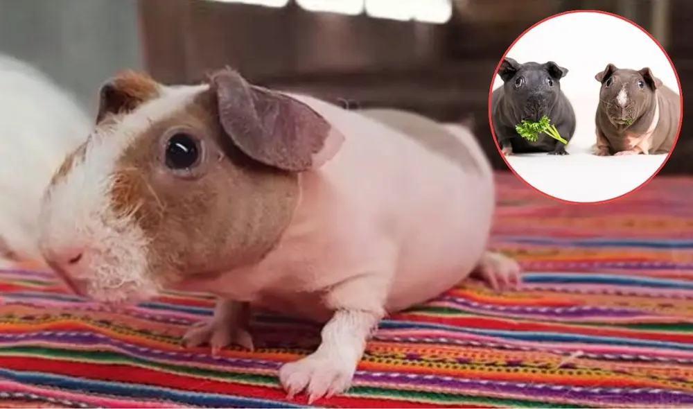 El cuy más costoso en el mercado peruano es el Skinny. Foto: composición LR/captura Latina/Experto Animal El cuy más costoso en el mercado peruano es el Skinny. Foto: composición LR/captura Latina/Experto Animal