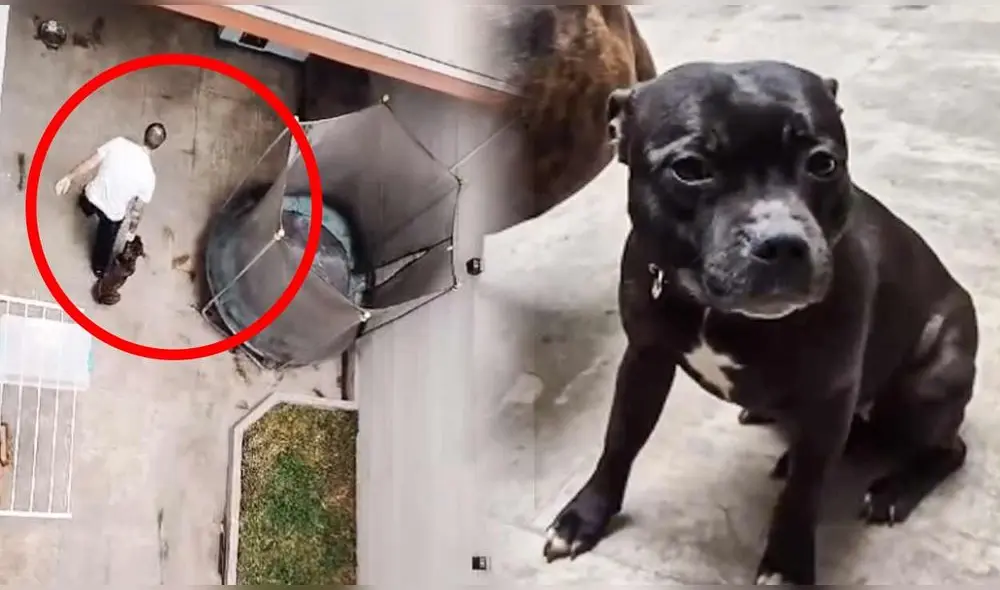 Las imágenes del maltrato animal se difunden en redes sociales, donde los usuarios piden justicia para los perros y exigen la intervención de las autoridades. Foto: composición LR/alessandra Las imágenes del maltrato animal se difunden en redes sociales, donde los usuarios piden justicia para los perros y exigen la intervención de las autoridades. Foto: composición LR/alessandra