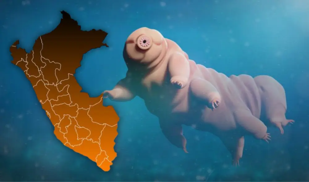 Este animal es considerado el ser vivo más resistente de la Tierra pues es imposible de matarlo. Foto: composición LR/National Geogaphic