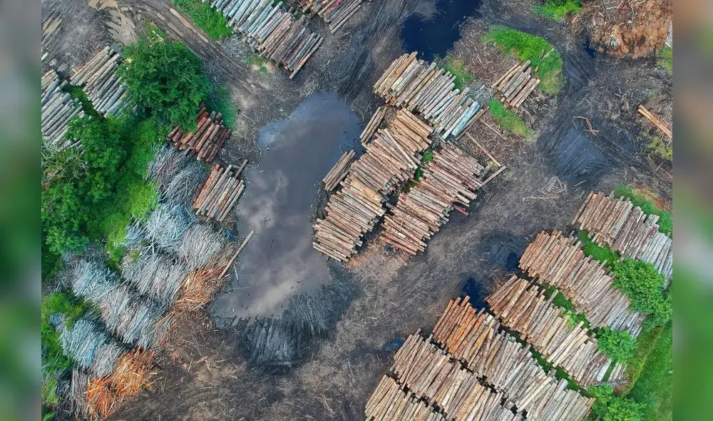 La región registró un incremento del 8% en la deforestación en 2022, duplicando la tasa global del 4%, según Forest Declaration Assessment. Foto: Pexels La región registró un incremento del 8% en la deforestación en 2022, duplicando la tasa global del 4%, según Forest Declaration Assessment. Foto: Pexels