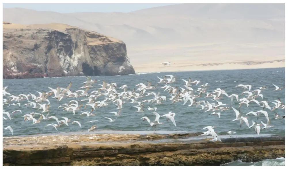 La Comisión de Eliminación de Barreras Burocráticas de Indecopi desestimó pronunciarse sobre la demanda de la SNP hasta que el PJ resuelva apelación. La Comisión de Eliminación de Barreras Burocráticas de Indecopi desestimó pronunciarse sobre la demanda de la SNP hasta que el PJ resuelva apelación.