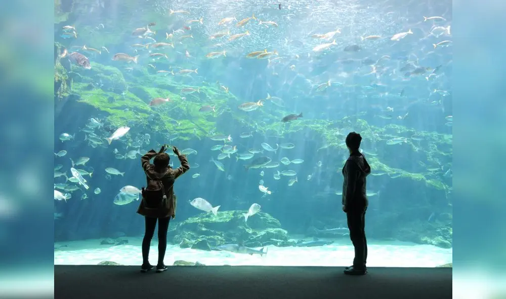 Ubicado en la Ciudad de México, Michín, es el más grande de la región, con más de 30 mil metros cuadrados dedicados a la preservación y educación ambiental. Ubicado en la Ciudad de México, Michín, es el más grande de la región, con más de 30 mil metros cuadrados dedicados a la preservación y educación ambiental.