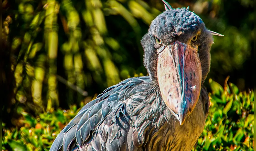 El picozapato es una de las aves más impresionantes de África, con una altura de hasta 1,50 metros y un enorme pico que lo distingue entre las especies. Foto: National Geographic