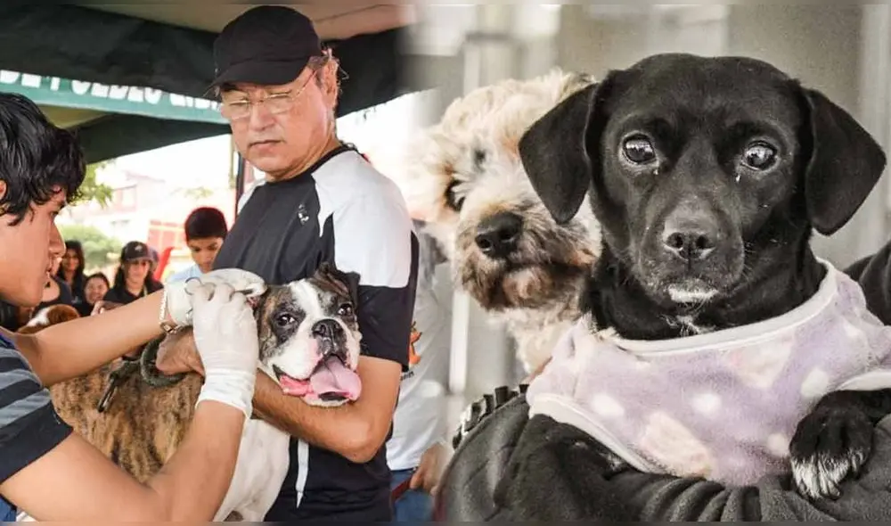 Varios distritos de Lima ofrecerán atención a mascotas, incluyendo vacunas y charlas sobre tenencia responsable. Foto: composición LR/difusión