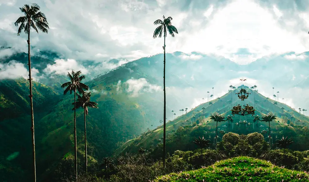 Gracias a su gran tamaño, numerosos botánicos se han visto atraídos por esta palmera, la cual crece en condiciones singulares para ser una palma. Foto: Almas Aventureras Gracias a su gran tamaño, numerosos botánicos se han visto atraídos por esta palmera, la cual crece en condiciones singulares para ser una palma. Foto: Almas Aventureras