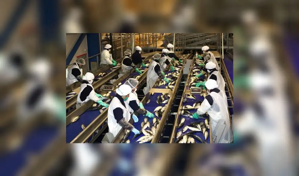 Se destacó mayor actividad de la rama de elaboración y conservación de pescado. Foto: Andina / Norman Córdova Se destacó mayor actividad de la rama de elaboración y conservación de pescado. Foto: Andina / Norman Córdova