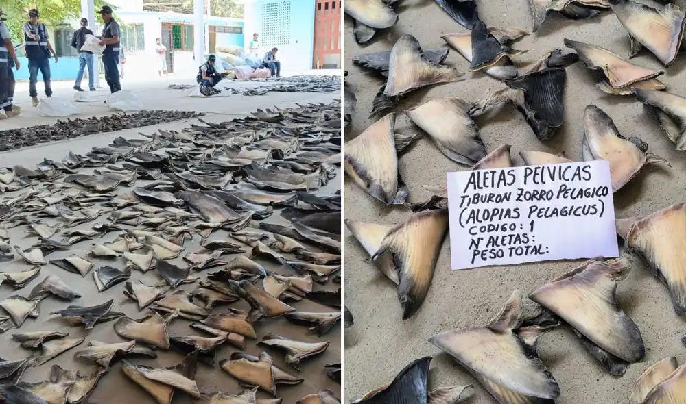 Aletas de tiburón secas fueron confiscadas por personal de Aduana. Foto: Sunat / Movimiento Ecologista del Perú Aletas de tiburón secas fueron confiscadas por personal de Aduana. Foto: Sunat / Movimiento Ecologista del Perú