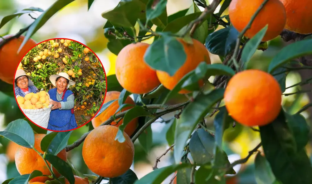 Agricultoras con un cesto lleno de naranjas, fruto del naranjo dulce, árbol que pertenece al género Citrus de la familia de las rutáceas. Foto: composición LR/Andina Agricultoras con un cesto lleno de naranjas, fruto del naranjo dulce, árbol que pertenece al género Citrus de la familia de las rutáceas. Foto: composición LR/Andina