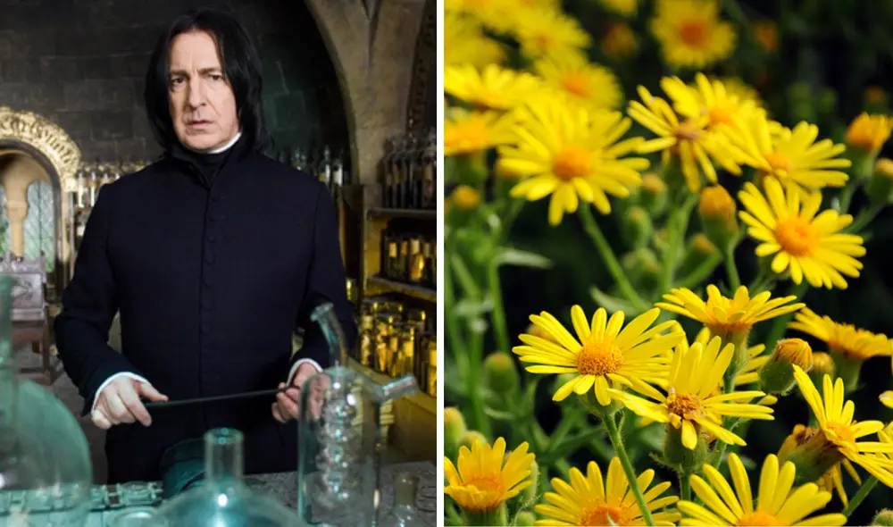 Profesor de pociones Severus Snape y flores amarillas. Foto: Flickr Profesor de pociones Severus Snape y flores amarillas. Foto: Flickr