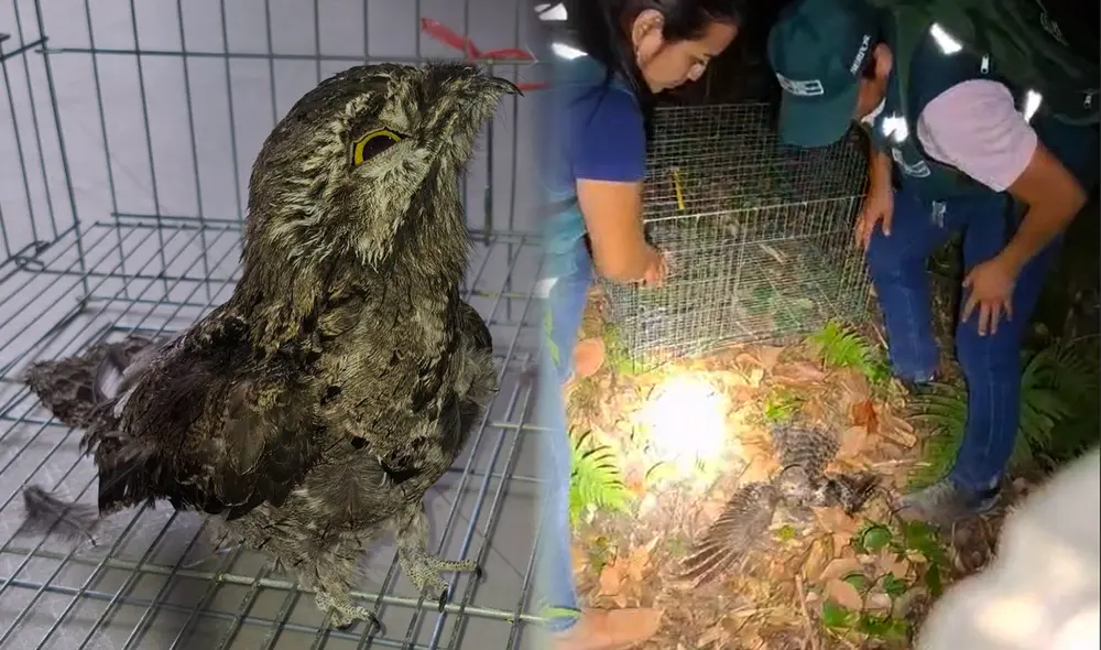 Ave amazónica fue rescatada de los incendios forestales en Jaén, Cajamarca. Foto: Serfor.