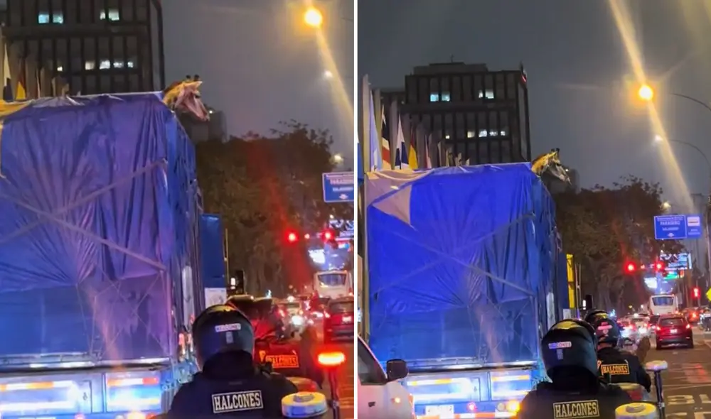 "Melman por las calles de Lima", bromearon usuarios. Foto: TikTok - Video: TikTok