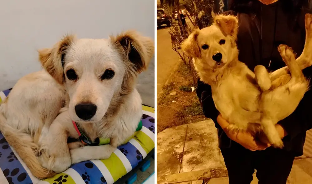 "Si no hacemos nada por uno, no empezamos por nadie", expresa la vecina que ha asumido la responsabilidad de la perrita. Foto: composición LR "Si no hacemos nada por uno, no empezamos por nadie", expresa la vecina que ha asumido la responsabilidad de la perrita. Foto: composición LR