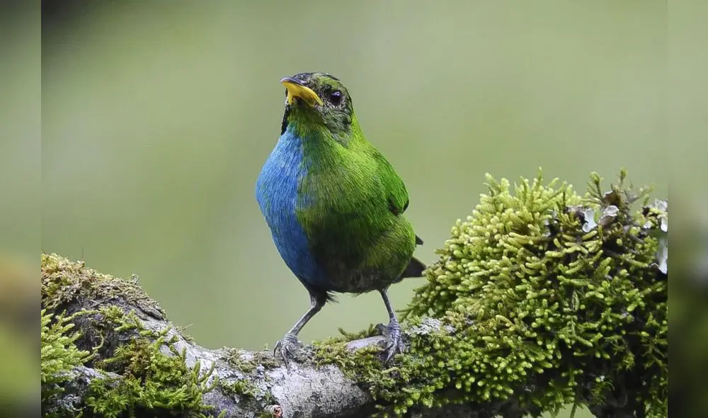 El hallazgo de un ave mitad macho y mitad hembra (Chlorophanes spiza) muestra un raro fenómeno genético, donde el cuerpo presenta características de ambos sexos en lados opuestos. Foto: Pixabay