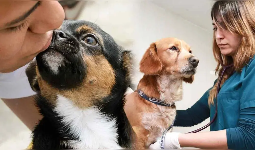 En Lima y provincias se realizará una campaña de veterinaria gratis en beneficio de miles de mascotas. Foto: composición LR/difusión En Lima y provincias se realizará una campaña de veterinaria gratis en beneficio de miles de mascotas. Foto: composición LR/difusión