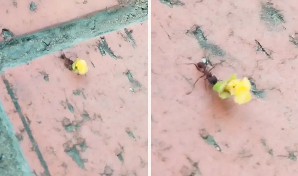 El video de la hormiga con su flor amarilla conmovió los corazones de los usuarios en las redes sociales. Foto: composición LR/TikTok/@yaneth_ar