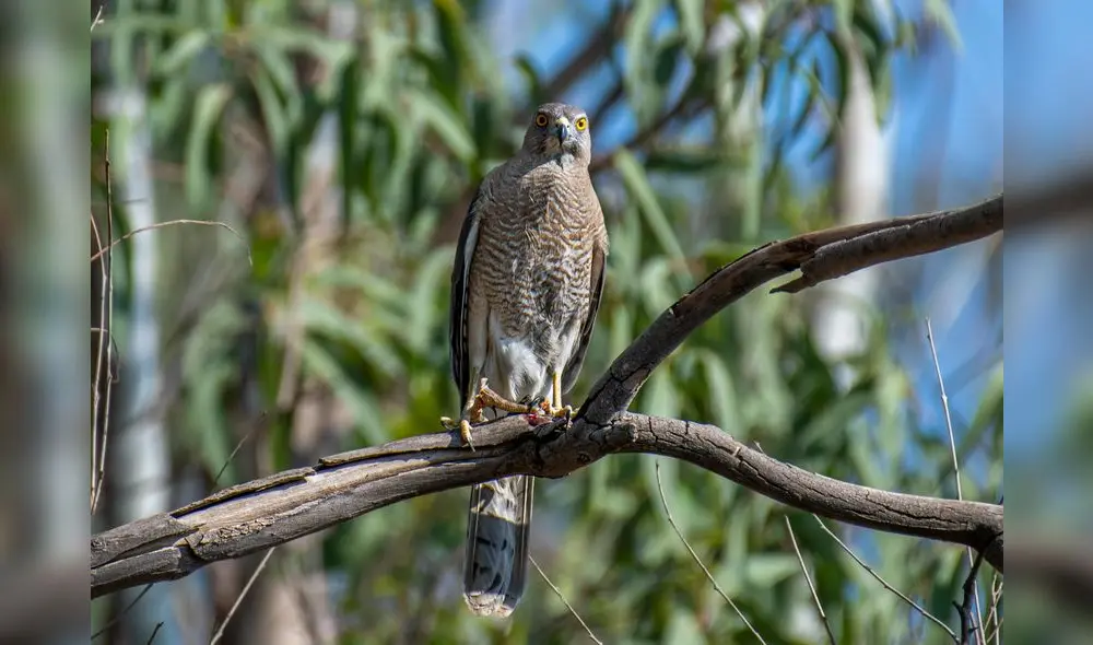 Después de más de 50 años, el azor de Nueva Bretaña ha sido fotografiado por primera vez, un hito importante para la ornitología y la conservación de especies raras. Azor común. Foto: Pexels