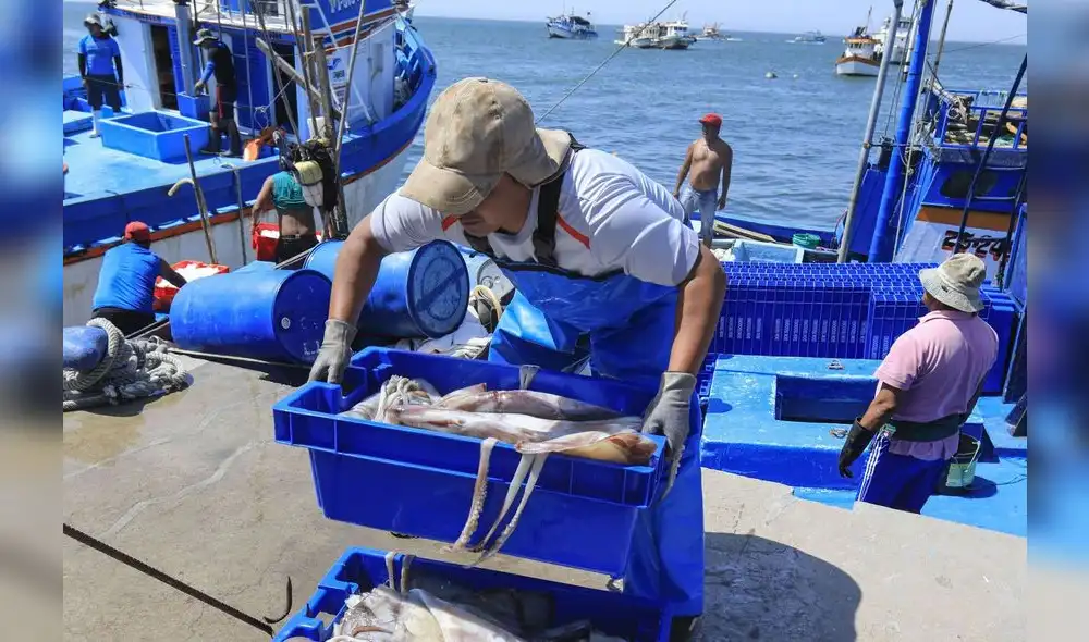 Oferta de pota se ha visto afectada en los últimos días. Precio del kilo subió a más de S/20. Foto: Andina Oferta de pota se ha visto afectada en los últimos días. Precio del kilo subió a más de S/20. Foto: Andina