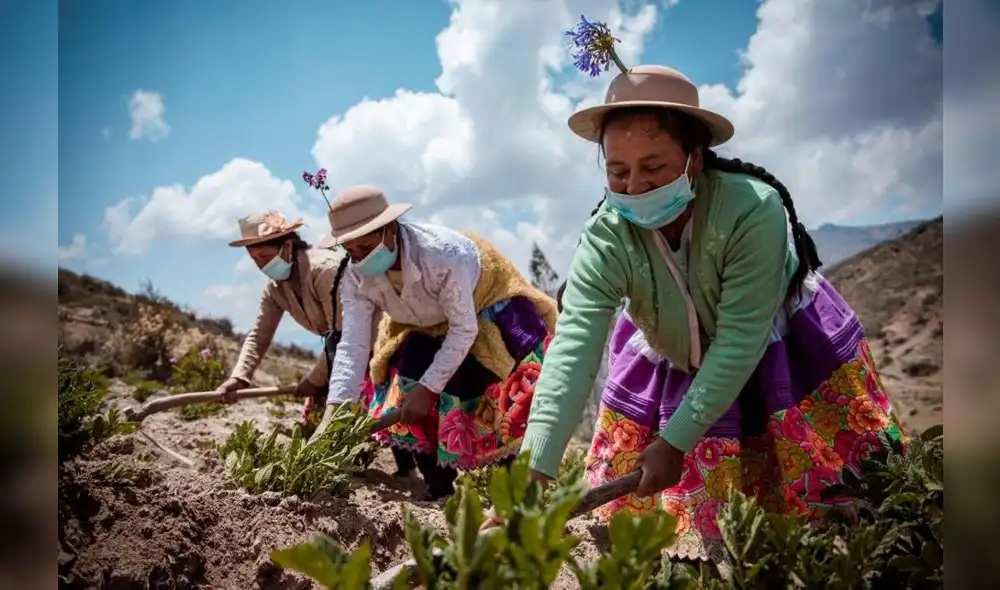 Optimismo. Respuesta positiva del subsector agrícola contempla mayores avances. Optimismo. Respuesta positiva del subsector agrícola contempla mayores avances.