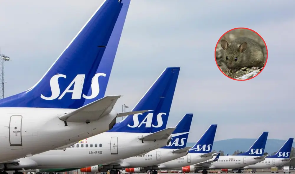 El ratón habría sido encontrado en la comida de una pasajera. Foto: Composición La República El ratón habría sido encontrado en la comida de una pasajera. Foto: Composición La República