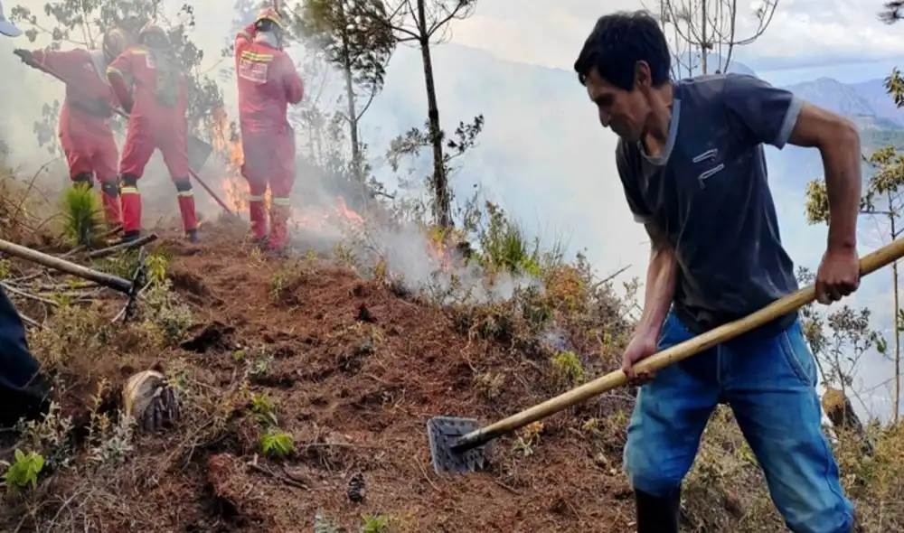Cerca de 3.000 productores serán beneficiados con esta ayuda económica de S/1.000. Foto: Andina Cerca de 3.000 productores serán beneficiados con esta ayuda económica de S/1.000. Foto: Andina