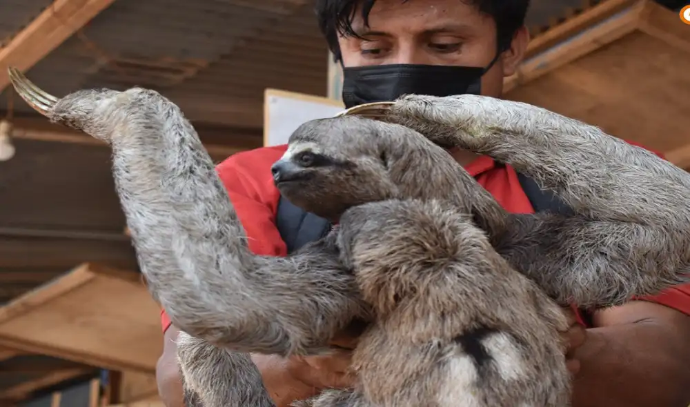 Especialistas llevaron a osos perezosos y los pusieron a buen recaudo en Pucallpa. Foto: difusión Especialistas llevaron a osos perezosos y los pusieron a buen recaudo en Pucallpa. Foto: difusión