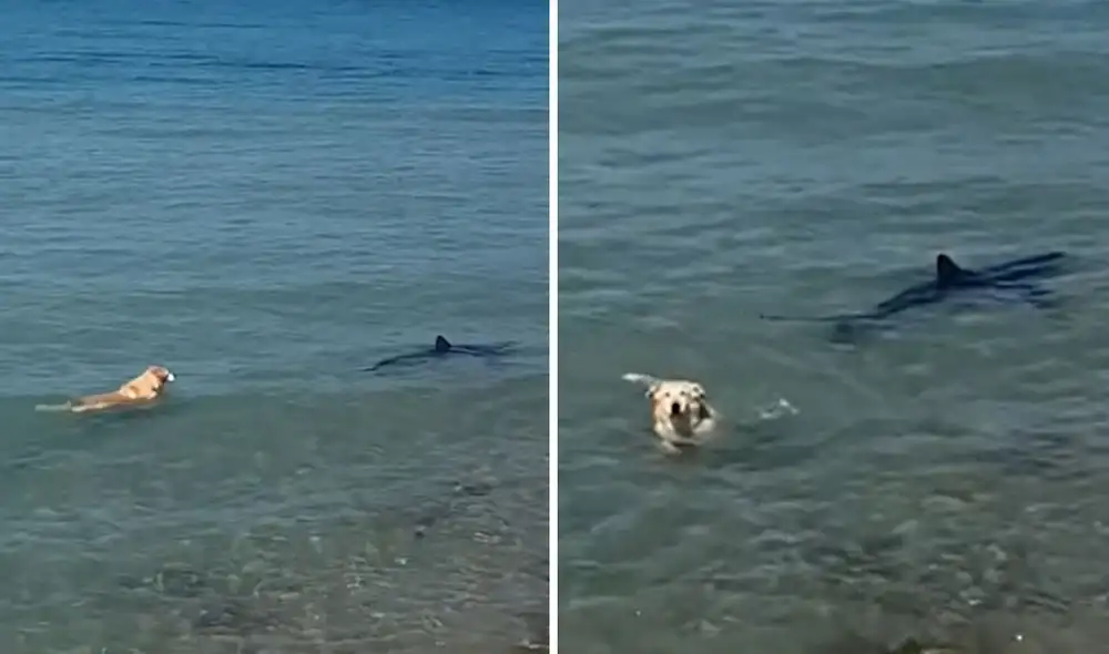 Clip generó la atención de cibernautas. Foto: composición LR/ TikTok - Video: TikTok