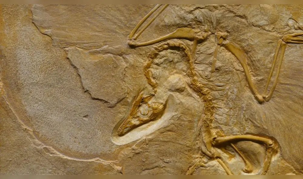 El Dinocephalosaurus estaba adaptado a la vida marina, con aletas en sus extremidades y una dieta basada en peces. Imagen referencial. Foto: Pexels