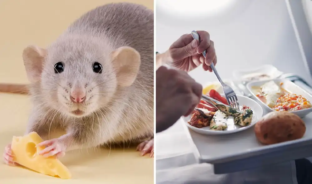 El vuelo de Scandinavian Airlines partió de Oslo con la intención de aterrizar en Málaga, pero a mitad de camino un pasajero descubrió al ratón en su comida.  Foto: composición LR/Unsplash/Shutterstock