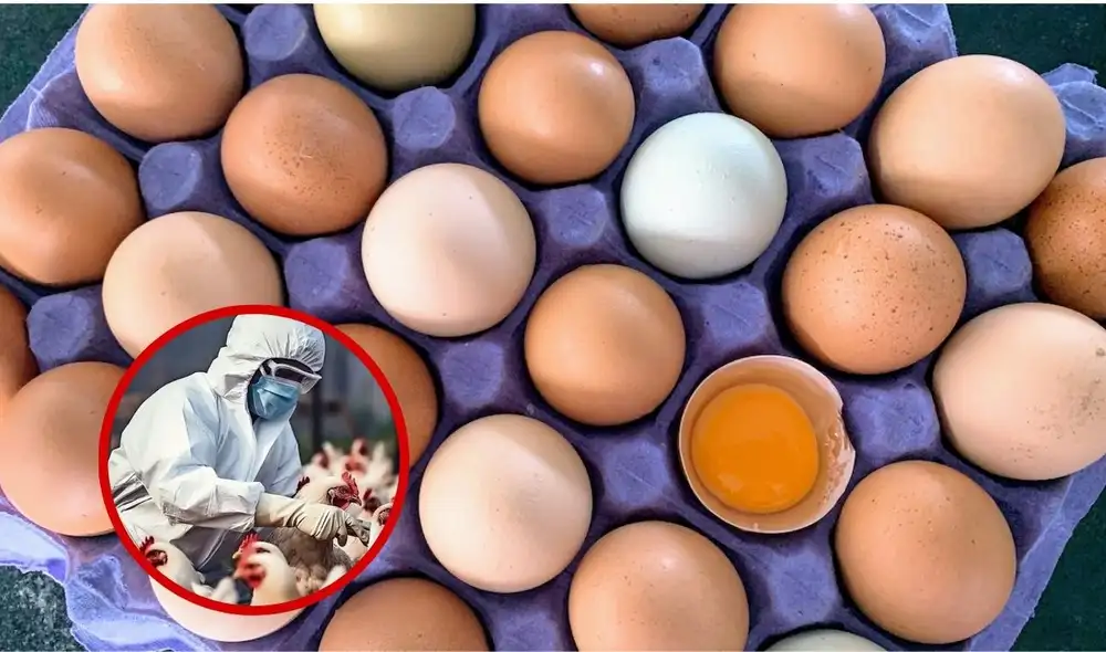 Precio del huevo se dispara en Estados Unidos. Foto: composición LR/ El Tiempo