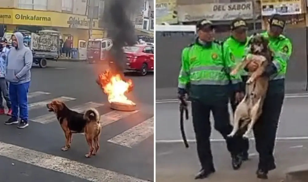 "Firulais tiene derecho a un abogado", bromearon usuarios. Foto: composición LR/ TikTok - Video: TikTok "Firulais tiene derecho a un abogado", bromearon usuarios. Foto: composición LR/ TikTok - Video: TikTok