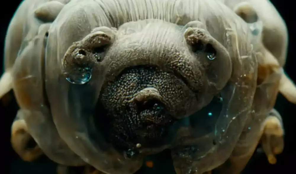 Los tardígrados son microanimales famosos por su increíble resistencia. Foto: Aventura