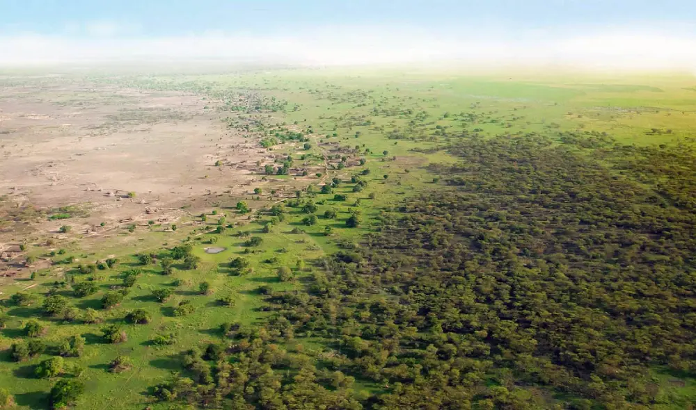 La Gran Muralla Verde, impulsada por la Unión Africana desde 2007, busca frenar el avance del desierto del Sahara mediante la plantación masiva de árboles en el Sahel. Foto: @unep_espanol