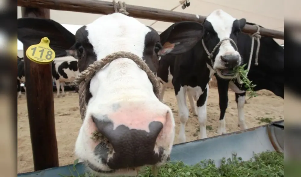 Las vacas Holstein están entre los especímenes con mayor producción láctea del mercado. Foto: difusión