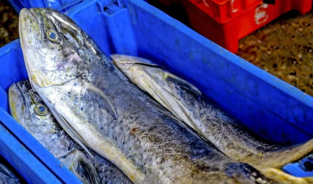 Límites de captura podrían modificarse en función a los factores biológicos o ambientales que estime Imarpe. Foto: Andina Límites de captura podrían modificarse en función a los factores biológicos o ambientales que estime Imarpe. Foto: Andina
