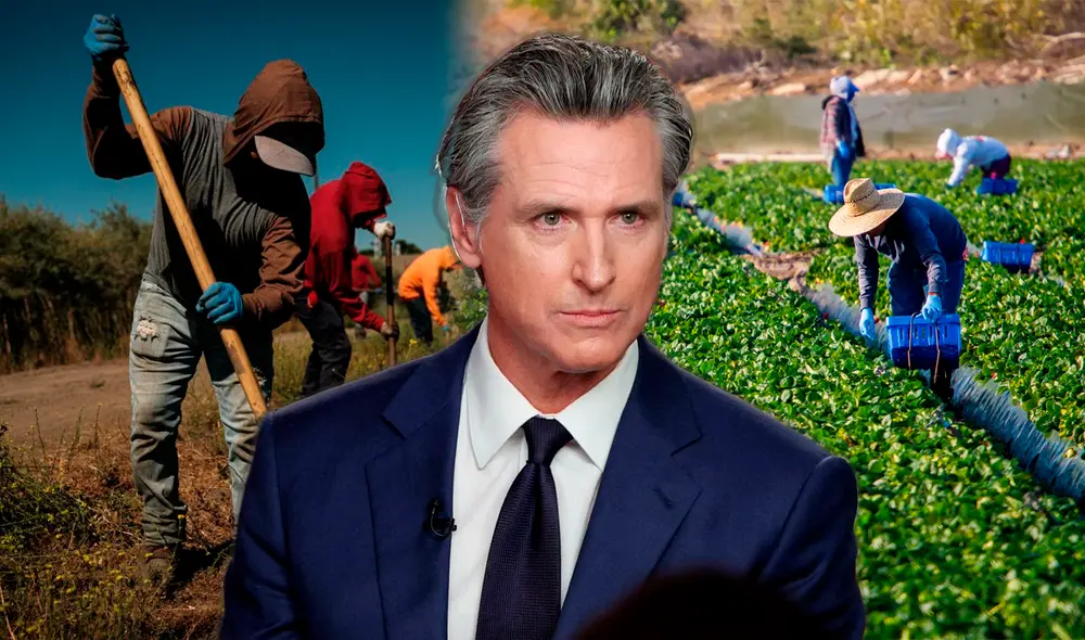 Gavin Newsom firmó dos leyes que favorecen a los trabajadores agrícolas en el estado de California. Foto: composición LR/AFP