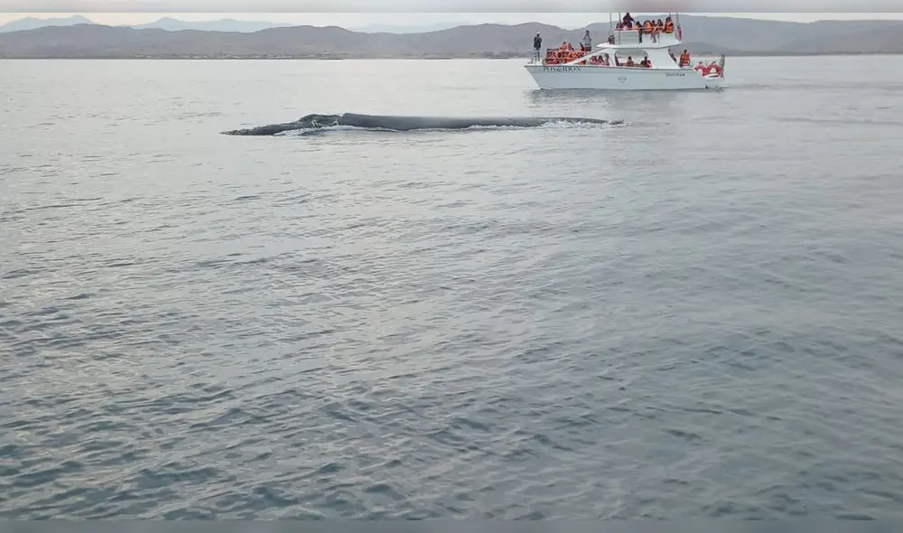 Cuidado de las ballenas urge en las costas del pacifico del sur. Fuente: Difusión