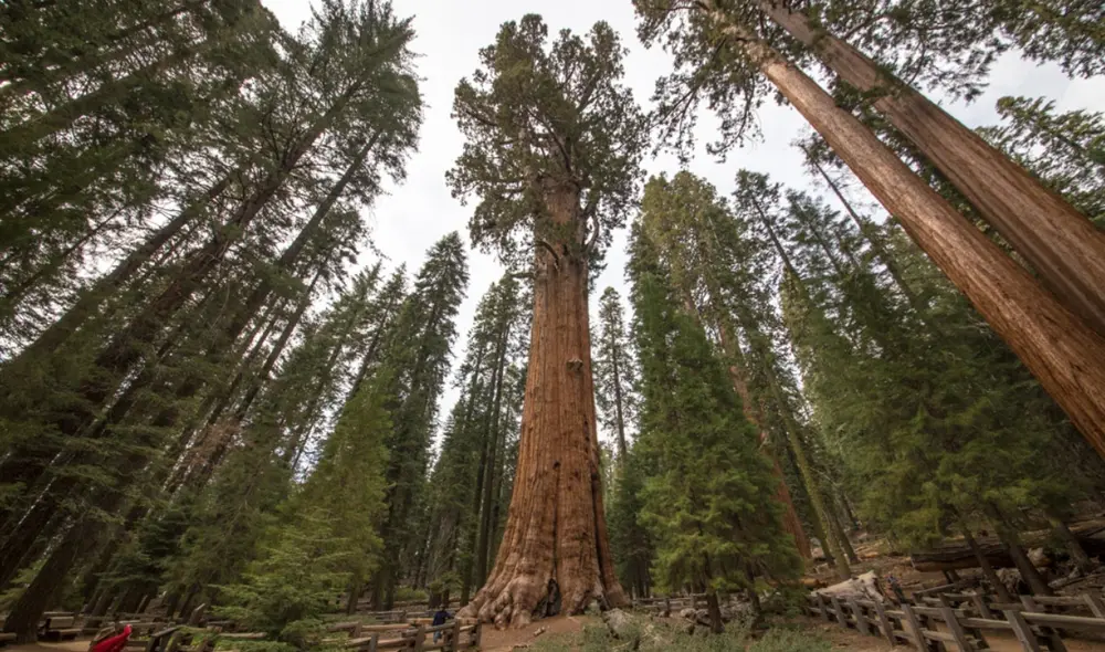 El General Sherman produce alrededor de 1.500 conos al año, cada uno con hasta 200 semillas. Foto: Visit California