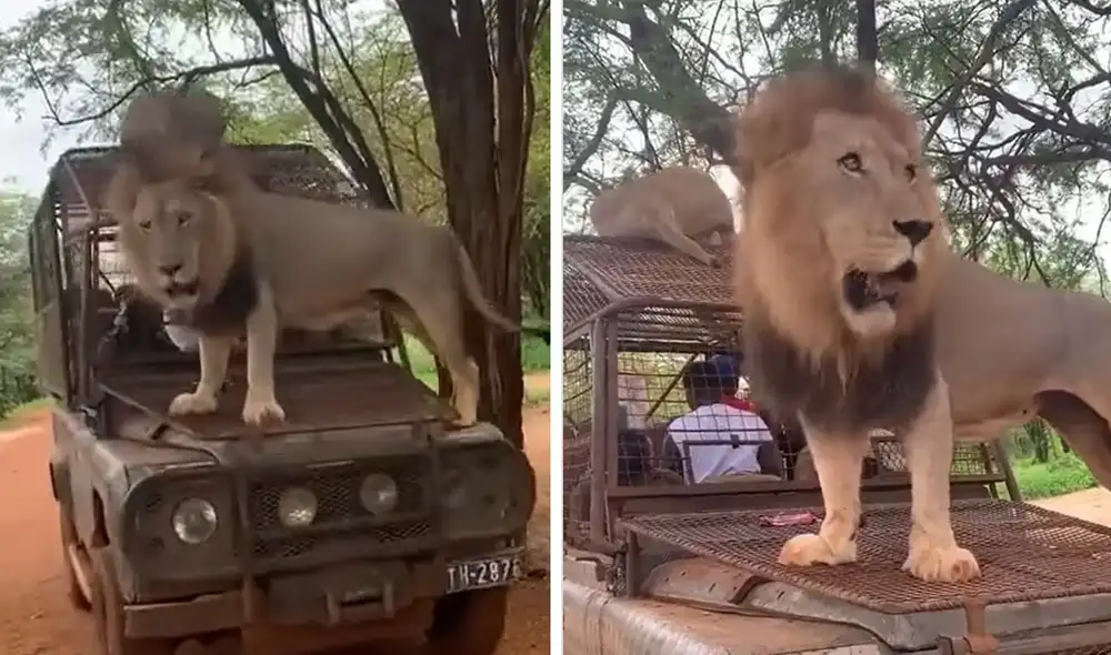"Ni como bajarse a espantarlo para que se baje", reaccionaron usuarios. Foto: composición LR/ Instagram - Video: Instagram