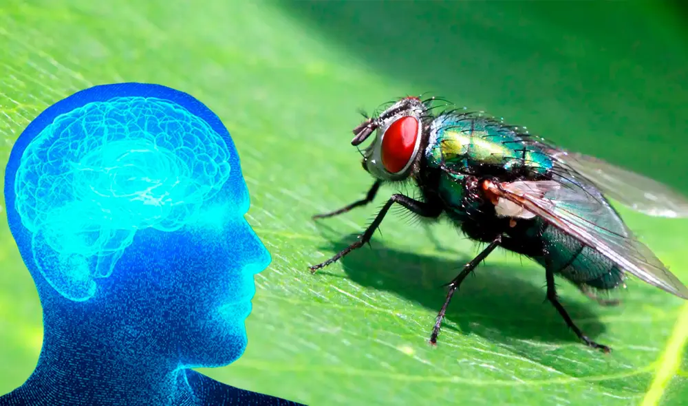 Investigadores utilizaron 21 millones de imágenes y tecnología avanzada para capturar y analizar los datos. Este proyecto podría cambiar la forma en que se estudia el cerebro humano.